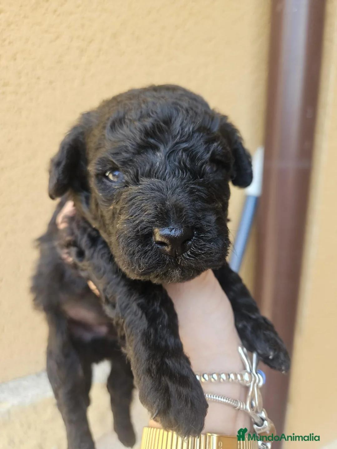 Perro de Agua Español perros en venta: Perros de agua Prao Toro 🤎🖤 - Anuncio 2