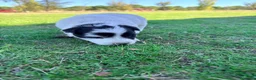 Border Collie perros en venta: Border collie - Anuncio 12