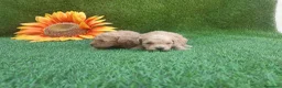 Caniche Toy perros en venta: IMPRECIONANTES  CANICHES  ROJO  TOY  - Anuncio 15