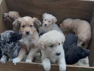 Raza Mixta perros Goldenbull espectaculares - Anuncio 1