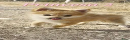 Pomerania perros en venta: Pomeranias 🐶🐾 en Tarragona - Anuncio 3