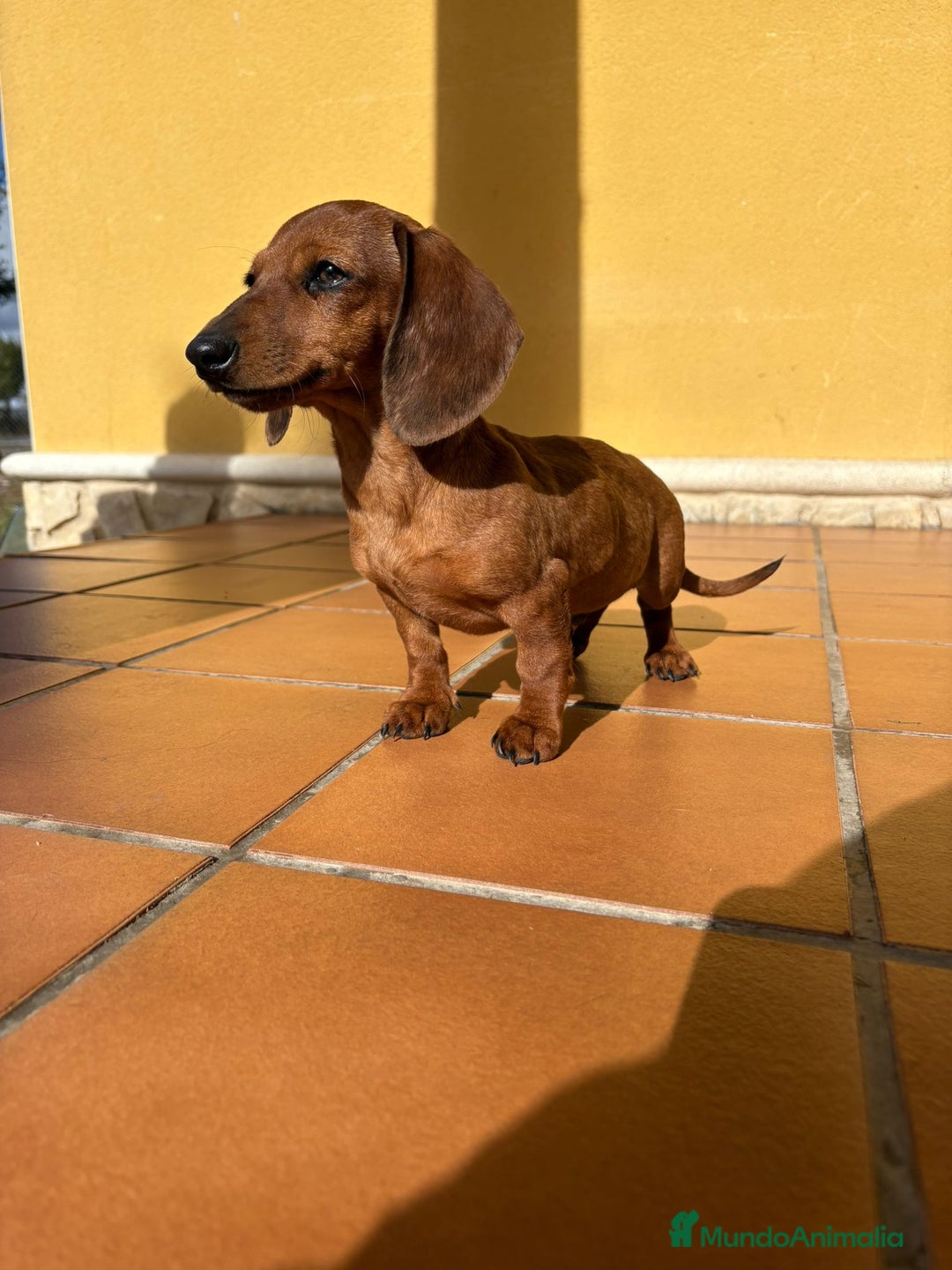 Teckel perros en venta: Teckel kaninchen merle chocolate diluido - Anuncio 14