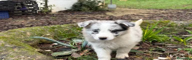 Border Collie Hembra blue Merle