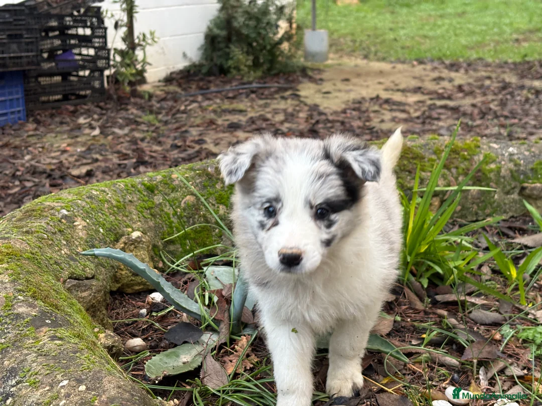 Border Collie perros en venta: 🐾 Preciosos Border Collie con pedigree 🐾 - Anuncio 2