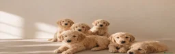 Raza Mixta perros en venta: Goldendoodle f1 - Anuncio 2