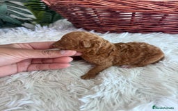 Caniche Toy perros en venta: CANICHE TOY MACHO - Imagen 4