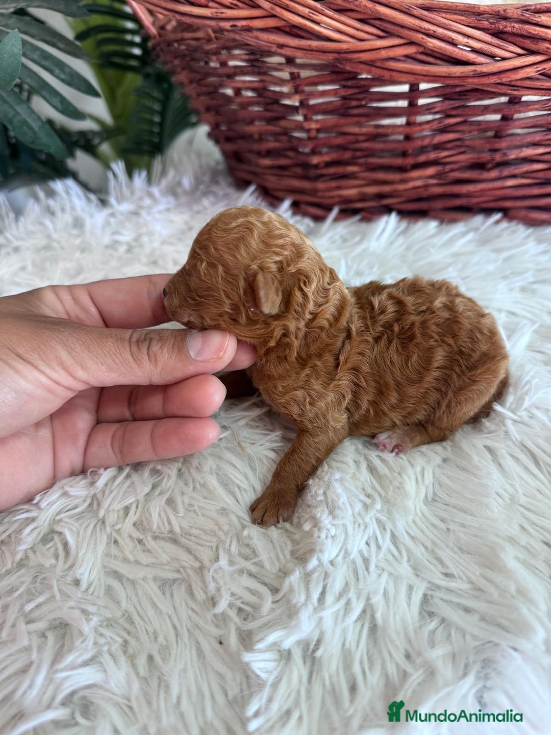 Caniche Toy perros en venta: CANICHE TOY MACHO - Imagen 4