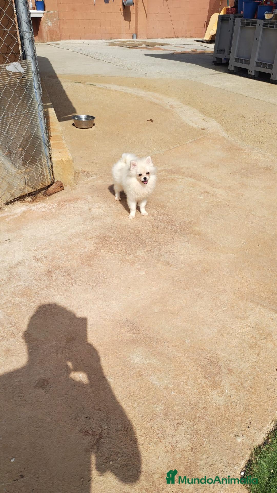 Pomerania perros Pomerañia toy - Anuncio 2