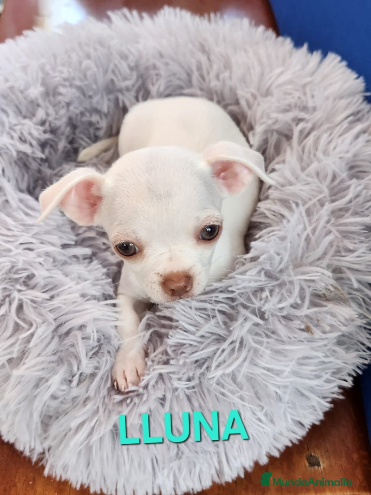 Chihuahua perros Chihuahua Mini  - Anuncio 3