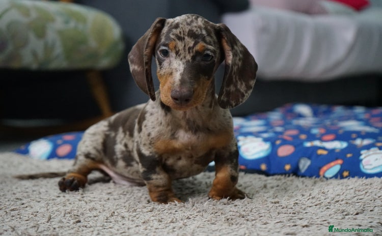 Teckel Miniatura perros 🐾 Currie & Molly – Teckel miniatura exóticos ✨ - Anuncio 2