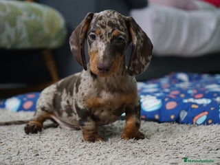 Teckel Miniatura perros 🐾 Currie & Molly – Teckel miniatura exóticos ✨ - Anuncio 2