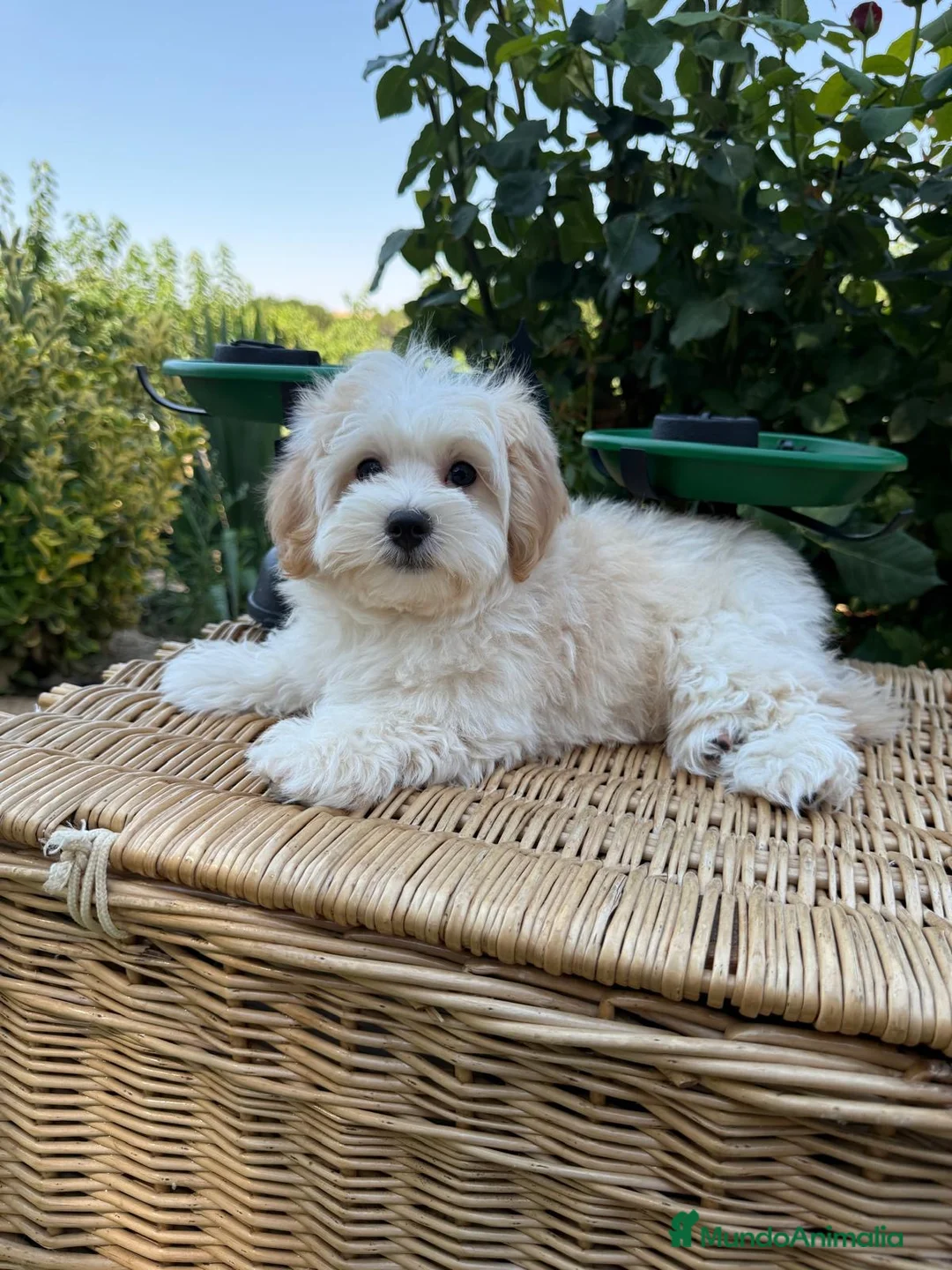 Maltipoo perros en venta: Maltipoo macho listo para poder salir a pasear !!! - Anuncio 8