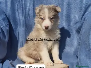 Border Collie perros Border collie - Anuncio 1