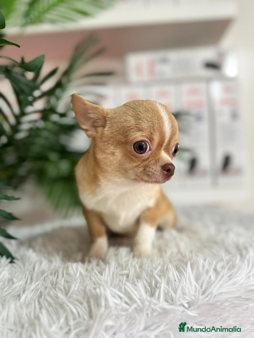 Chihuahua perros en venta: CHIHUAHUA MACHO ADULTO - Anuncio 1