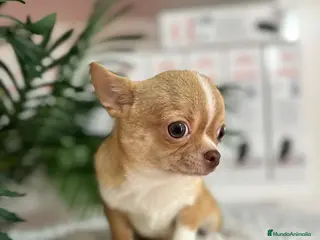 Chihuahua perros CHIHUAHUA MACHO ADULTO - Anuncio 20
