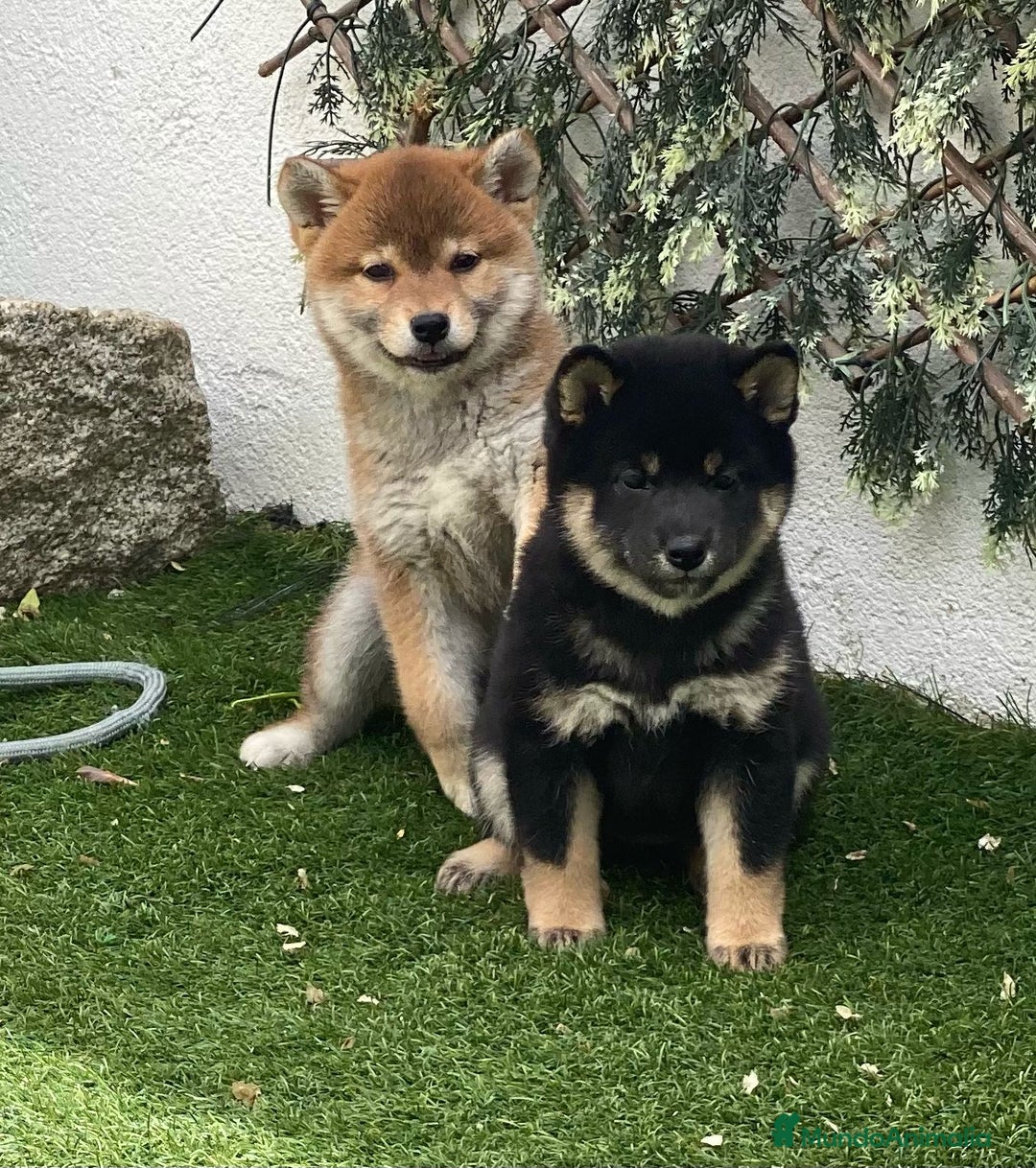 Shiba Inu perros en venta: Shiba Inu bebes para final de noviembre  - Imagen 1