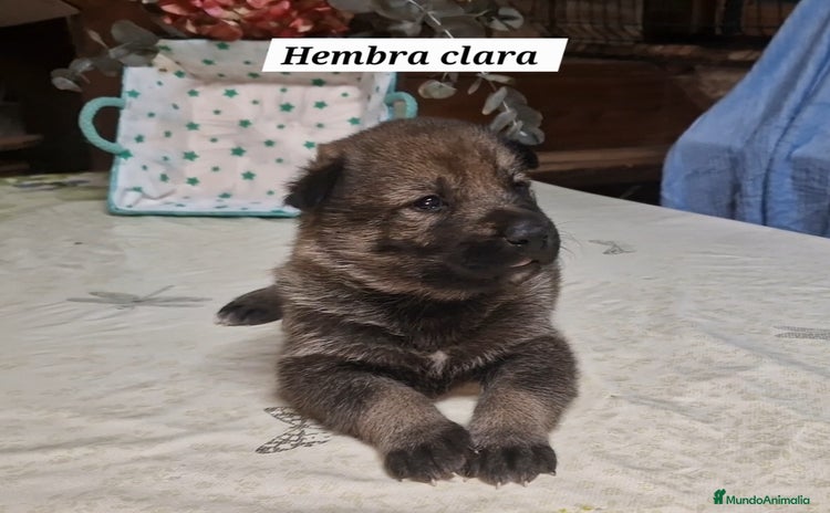 Perro Lobo Checoslovaco perros - Anuncio 1