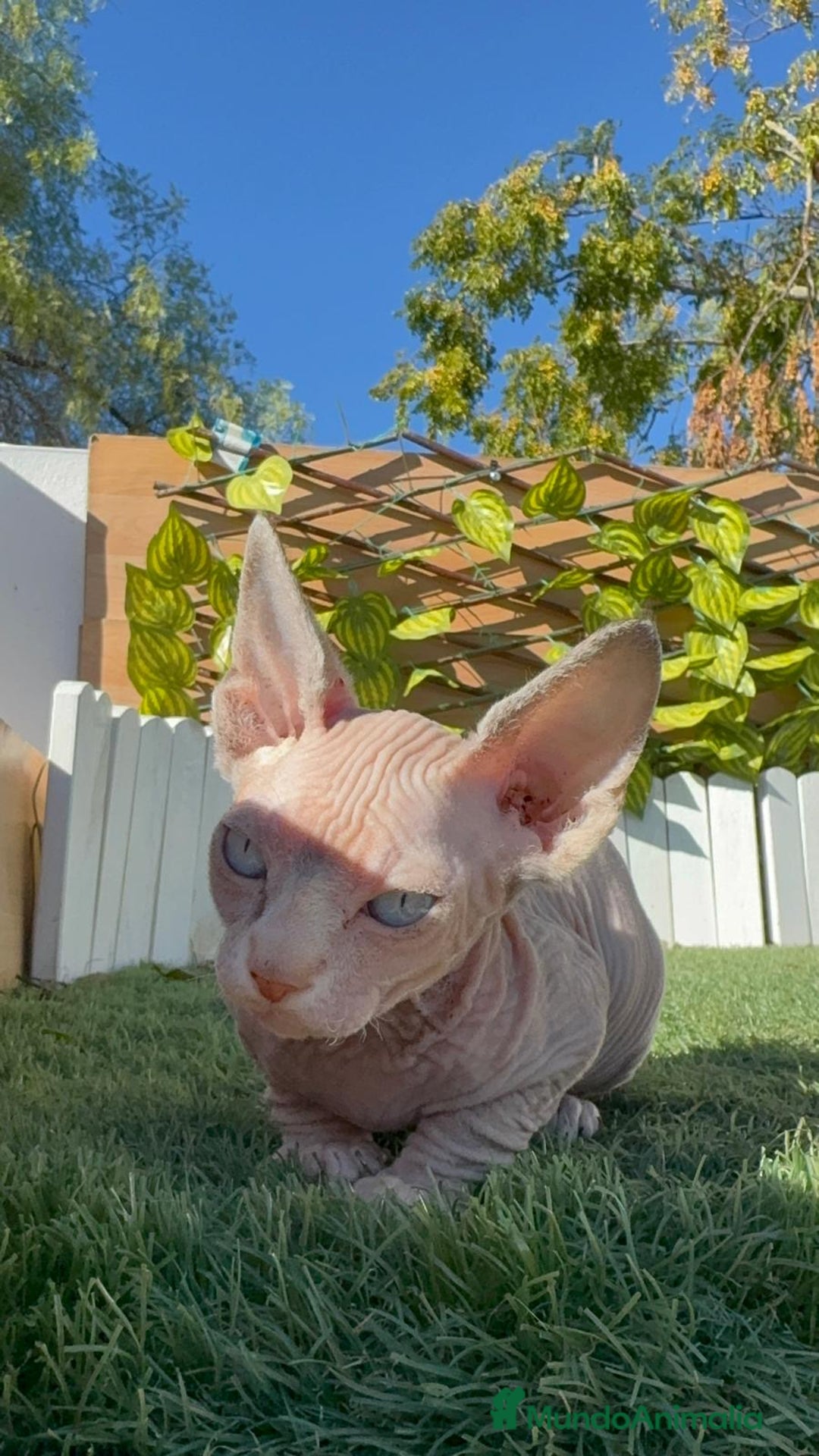 Sphynx gatos en venta: GATITAS SpHYNX - Anuncio 7
