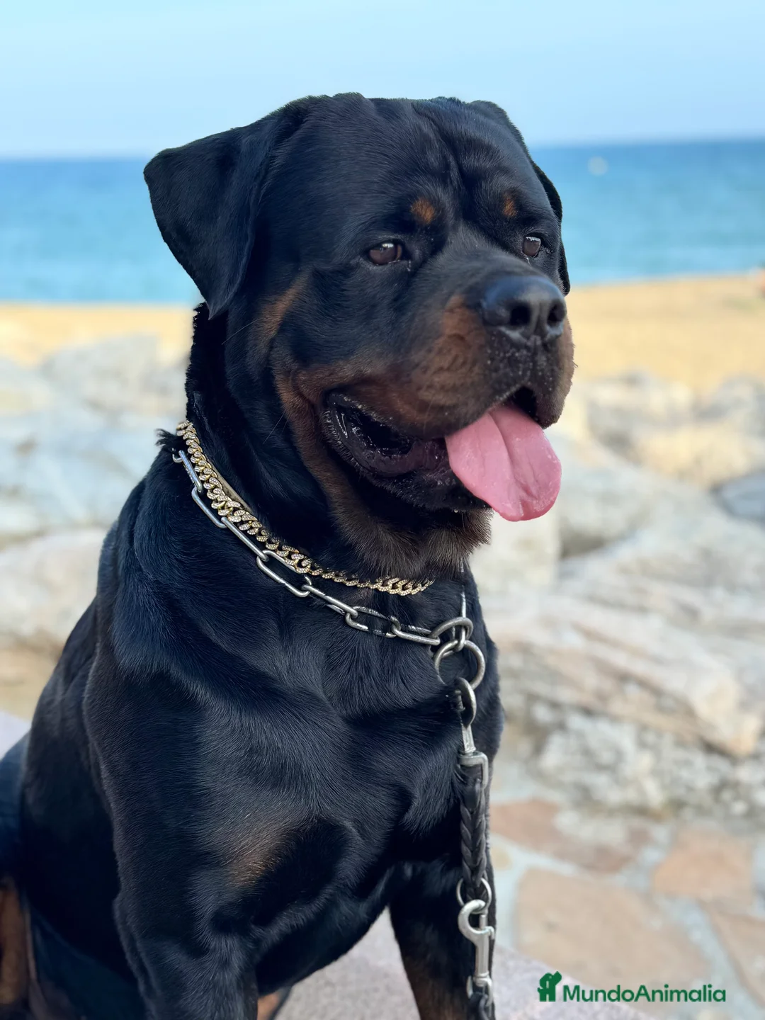 Rottweiler perros para monta: ROTTWEILER - Anuncio 13