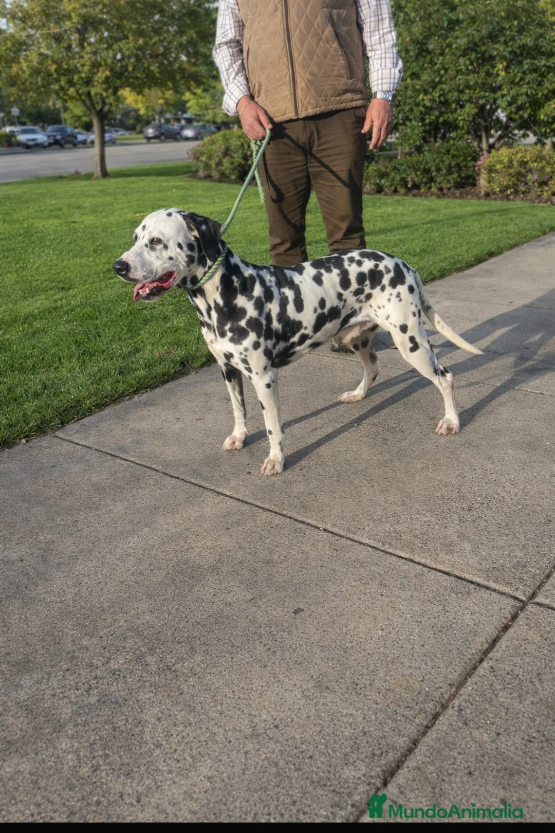Dálmata perros en venta: Precioso machito DALMATA - Anuncio 3