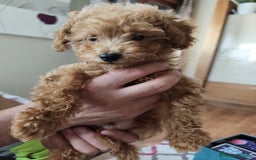 Caniche Toy perros en venta: Espectacular camada caniche toy  - Imagen 4