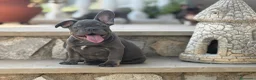Bulldog Francés perros en venta: Bulldog francés exótico  - Anuncio 4