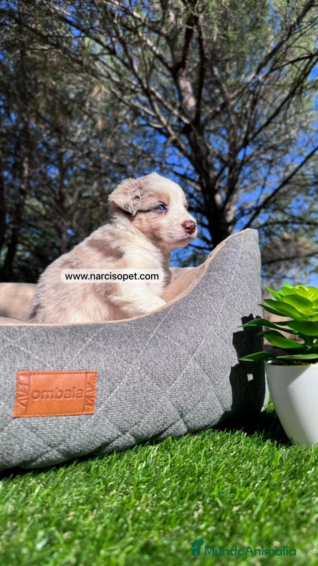 Border Collie perros en venta: BEBE BORDER COLLIE RED MERLE en Asturias - Anuncio 5