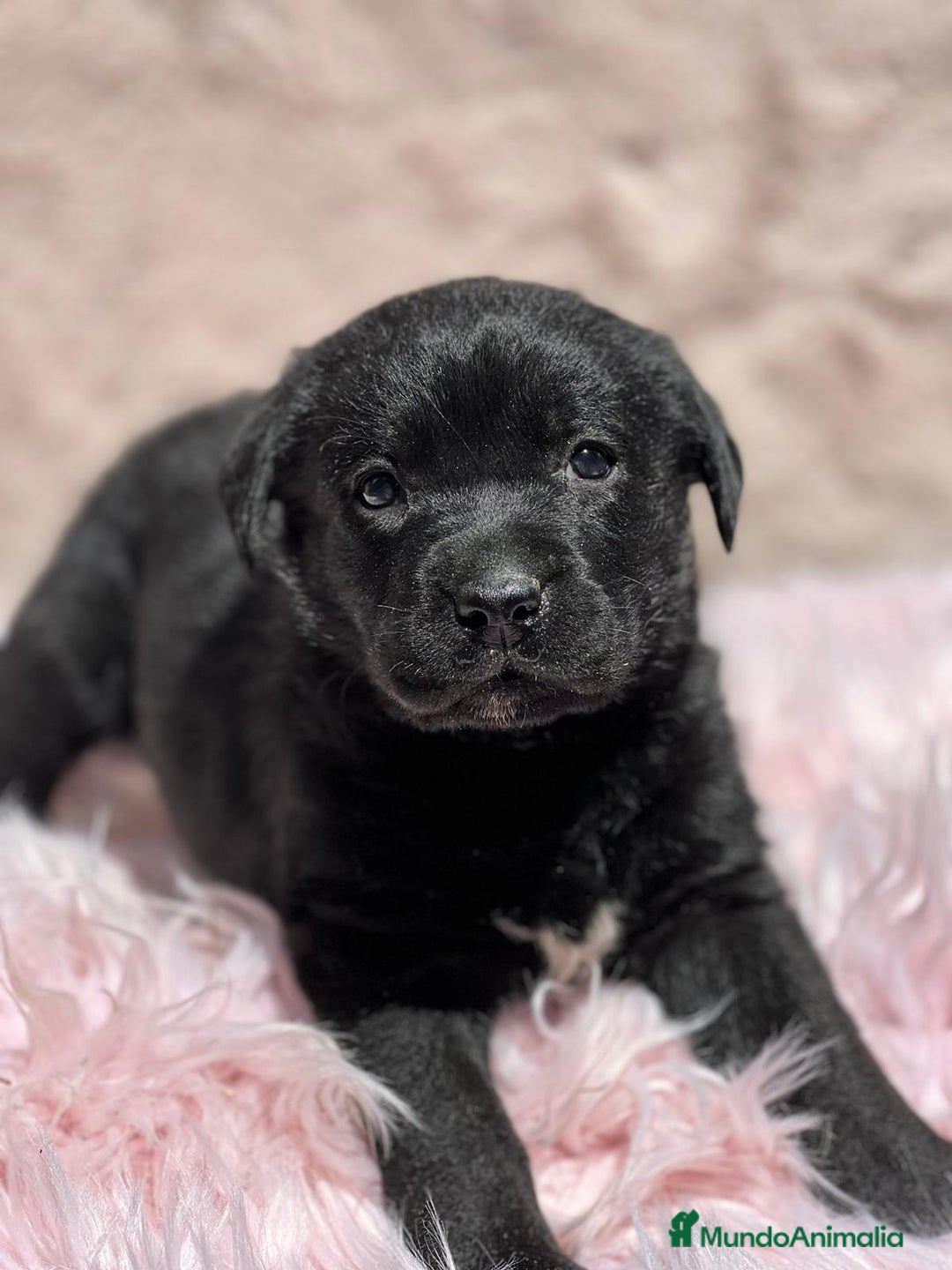 Labrador Retriever perros en venta: Labrador negro - Imagen 10