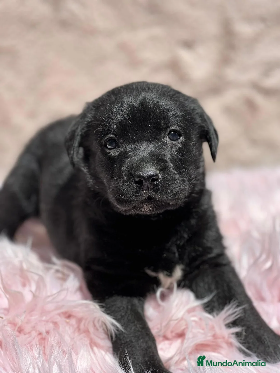 Labrador Retriever perros en venta: Labrador negro - Anuncio 10