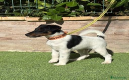 Fox Terrier de Pelo Liso perros en venta:  Preciosos Fox terrier pelo liso  - Imagen 5