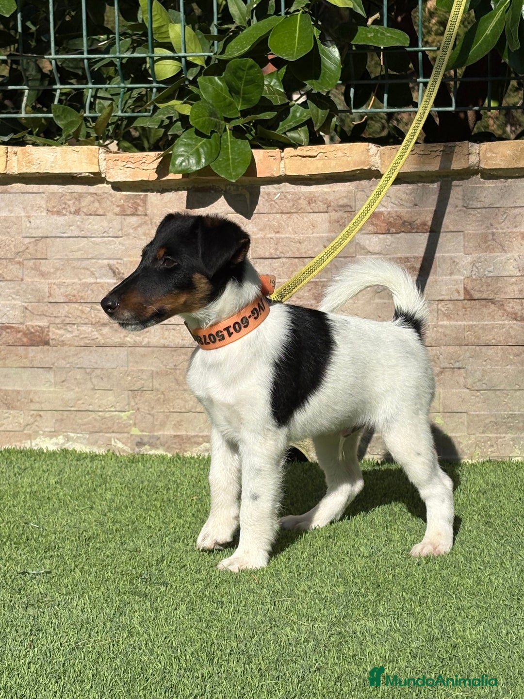 Fox Terrier de Pelo Liso perros en venta:  Preciosos Fox terrier pelo liso  - Imagen 5