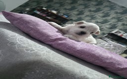 Bichón Maltés perros en venta: Camada de Bichon maltés disponible.  - Imagen 1