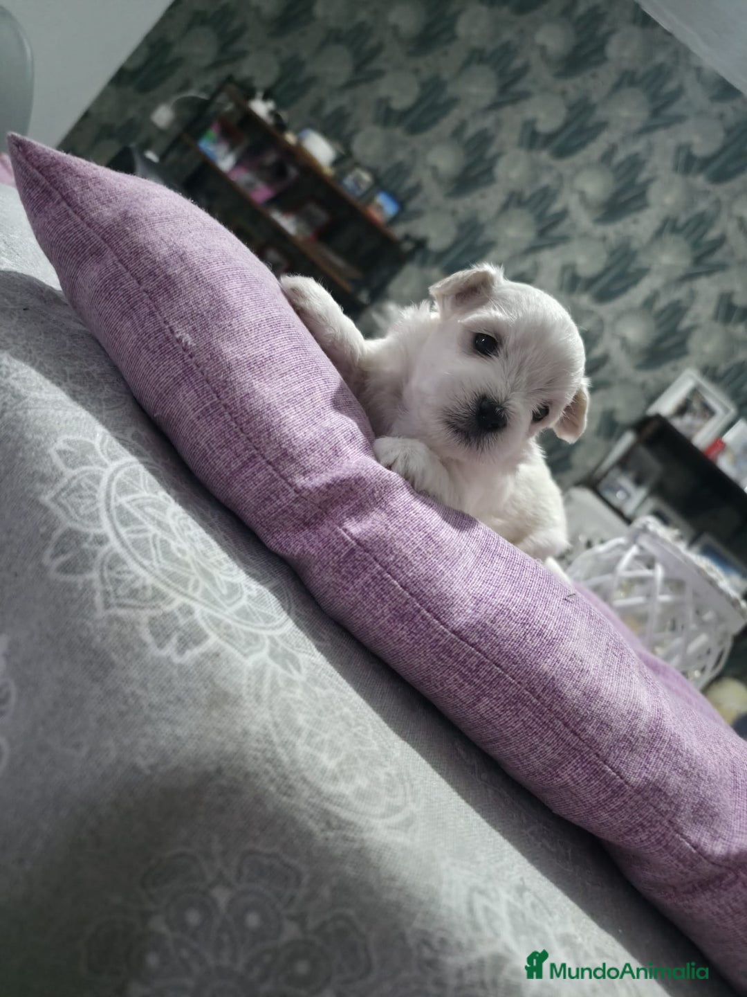 Bichón Maltés perros en venta: Camada de Bichon maltés disponible.  - Imagen 1