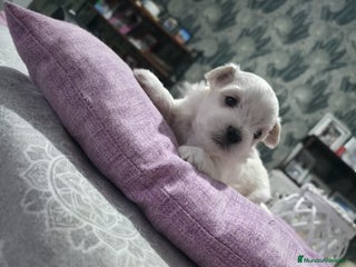 Bichón Maltés perros - Anuncio 14