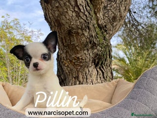 Chihuahua perros - Anuncio 19