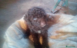 Perro de Agua Español perros en venta: Camada PDAE - Imagen 4