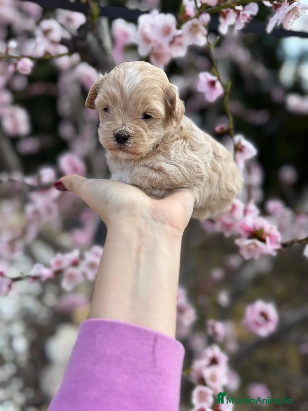 Maltipoo perros en venta: Maltipoo  - Anuncio 5