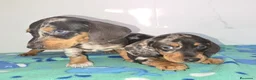 Teckel Miniatura perros en venta: Teckel arlequines y exoticos - Anuncio 2