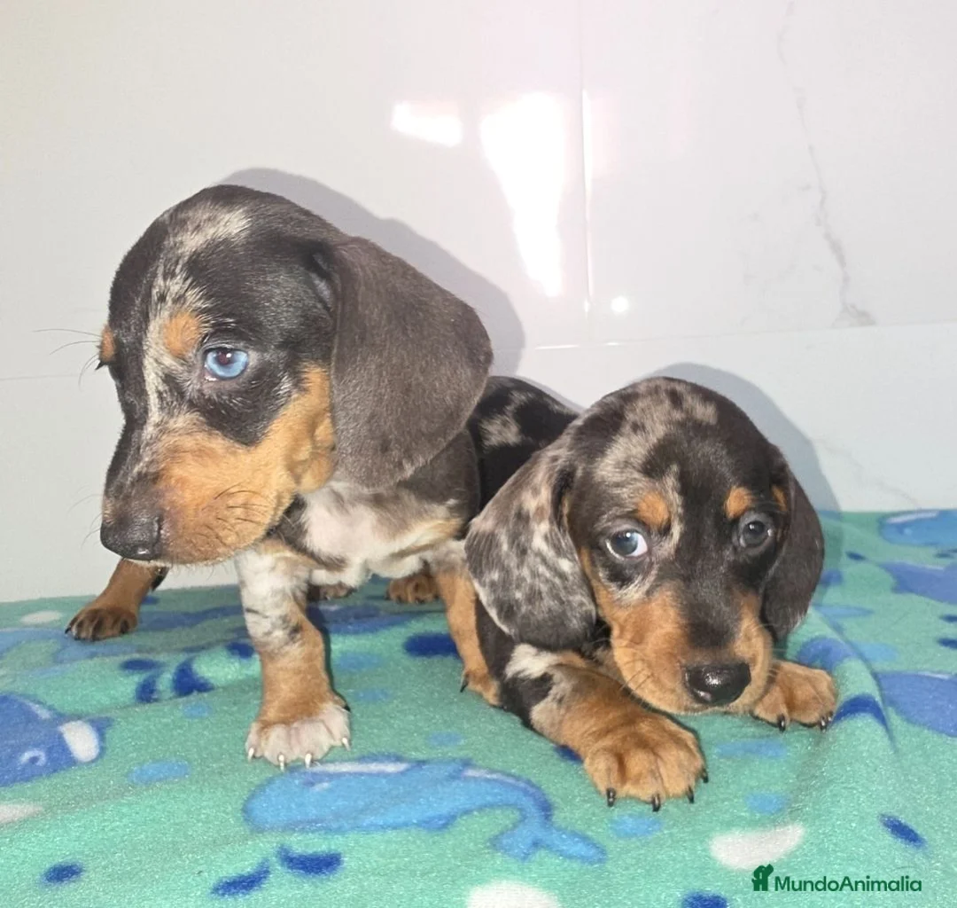 Teckel Miniatura perros en venta: Teckel arlequines y exoticos - Anuncio 2