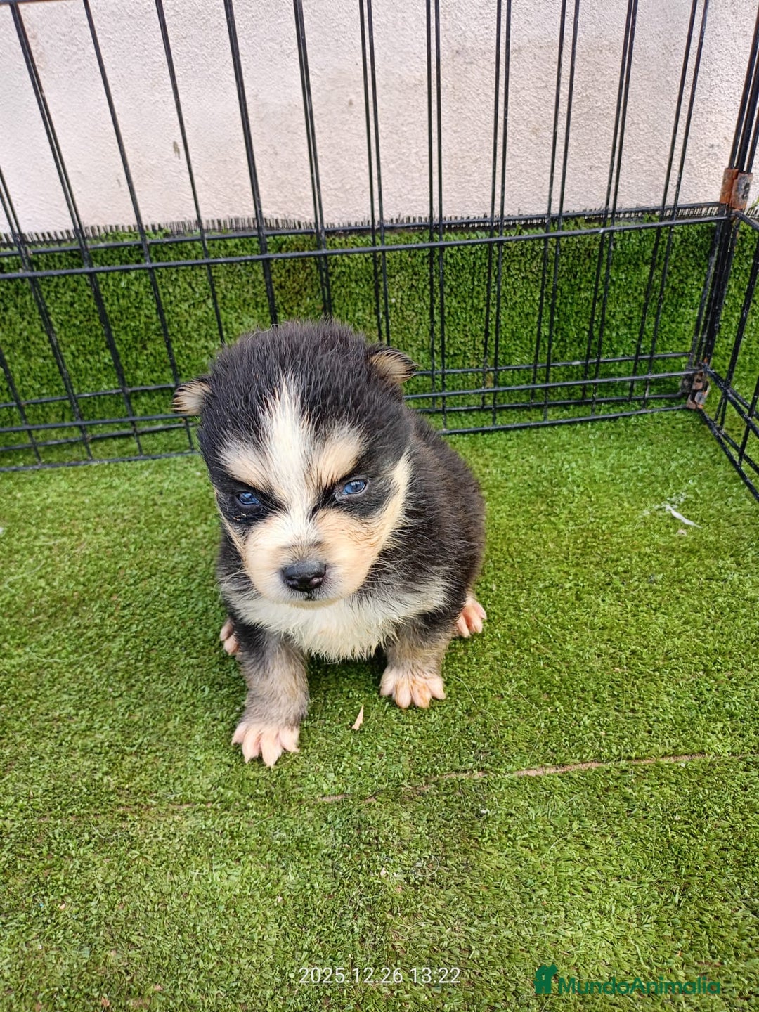 Pomsky perros en venta: POMSKY CACHORRO - Anuncio 1