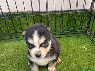Pomsky perros POMSKY CACHORRO - Anuncio 1