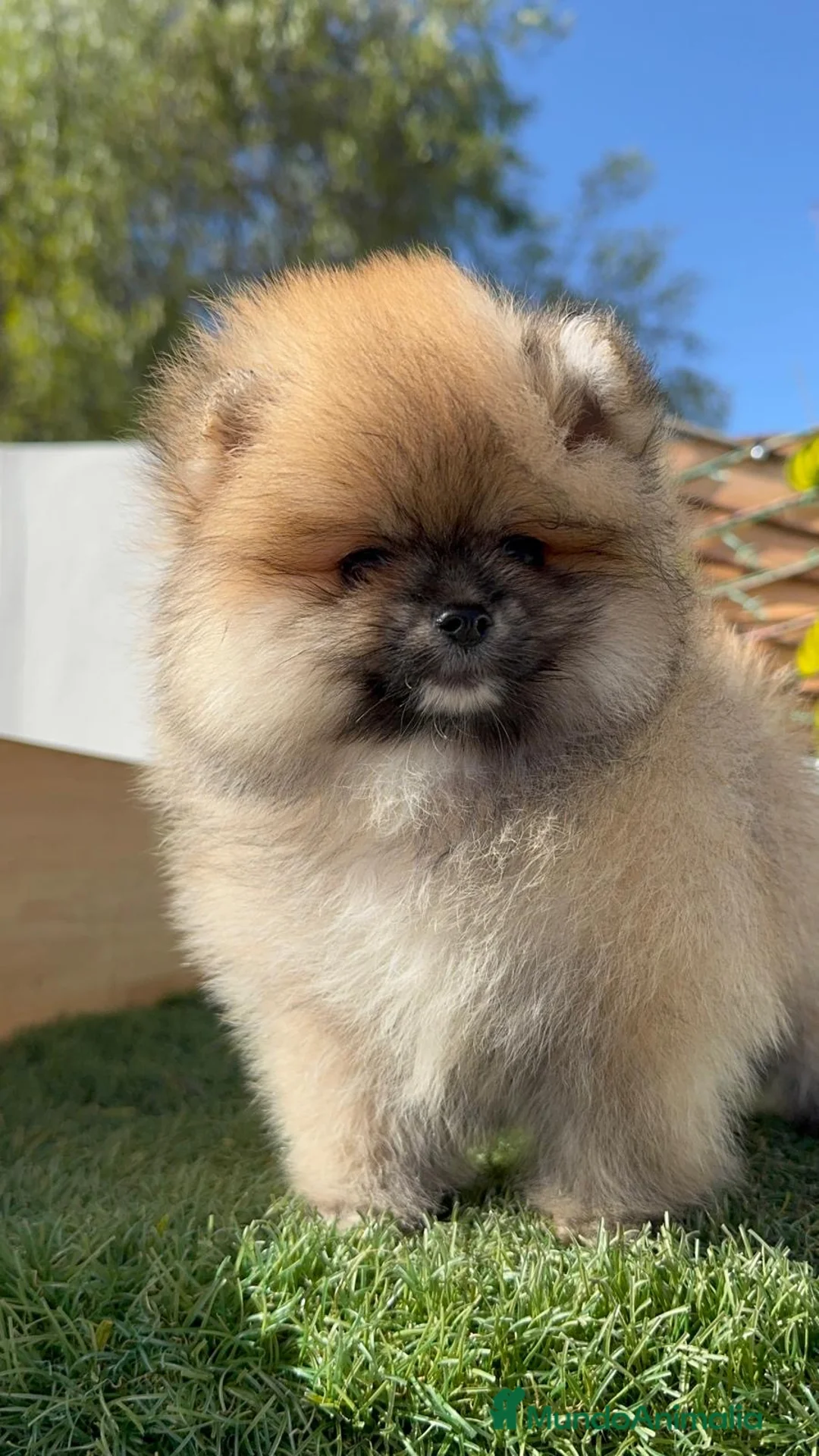 Pomerania perros en venta: POMERANIA HEMBRA - Anuncio 4