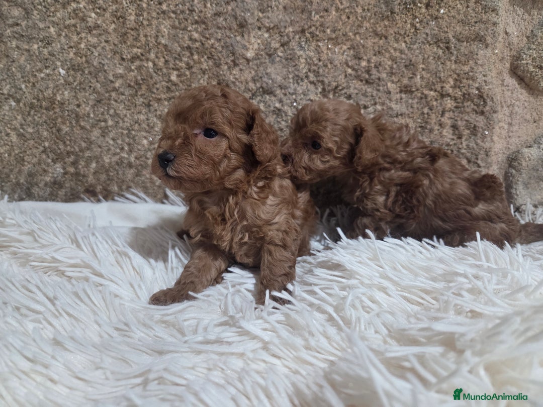 Caniche Toy perros en venta: Caniche toy - Anuncio 5