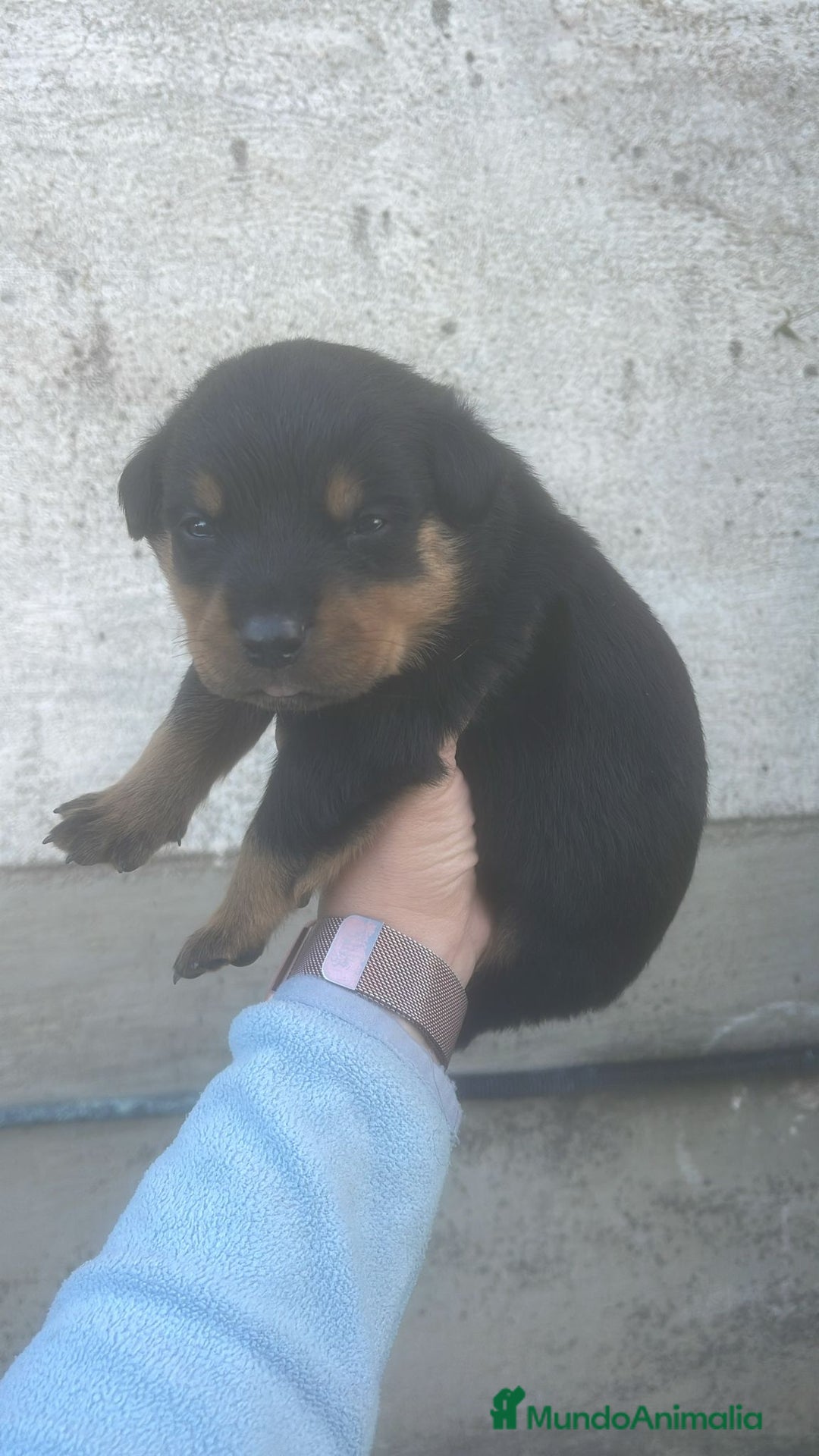Rottweiler perros en venta: ROTTWEILER  - Anuncio 1