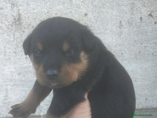 Rottweiler perros ROTTWEILER - Anuncio 2