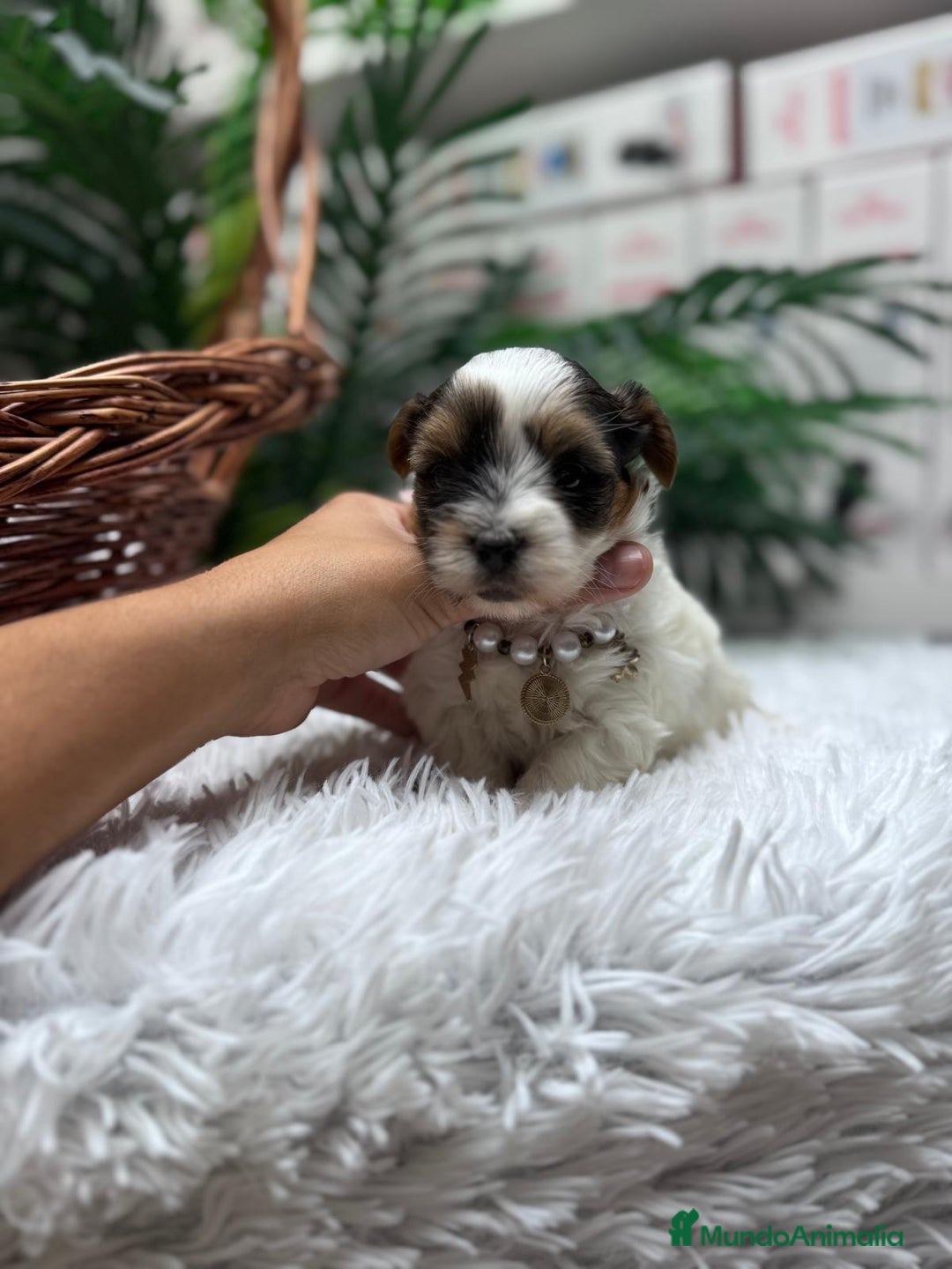 Yorkshire Terrier perros en venta: YORKSHIRE BIEWER HEMBRA - Anuncio 3