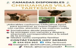 Chihuahua perros en venta: Cachorros Chihuahua mini toy - Imagen 1