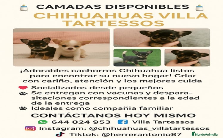 Chihuahua perros - Anuncio 1