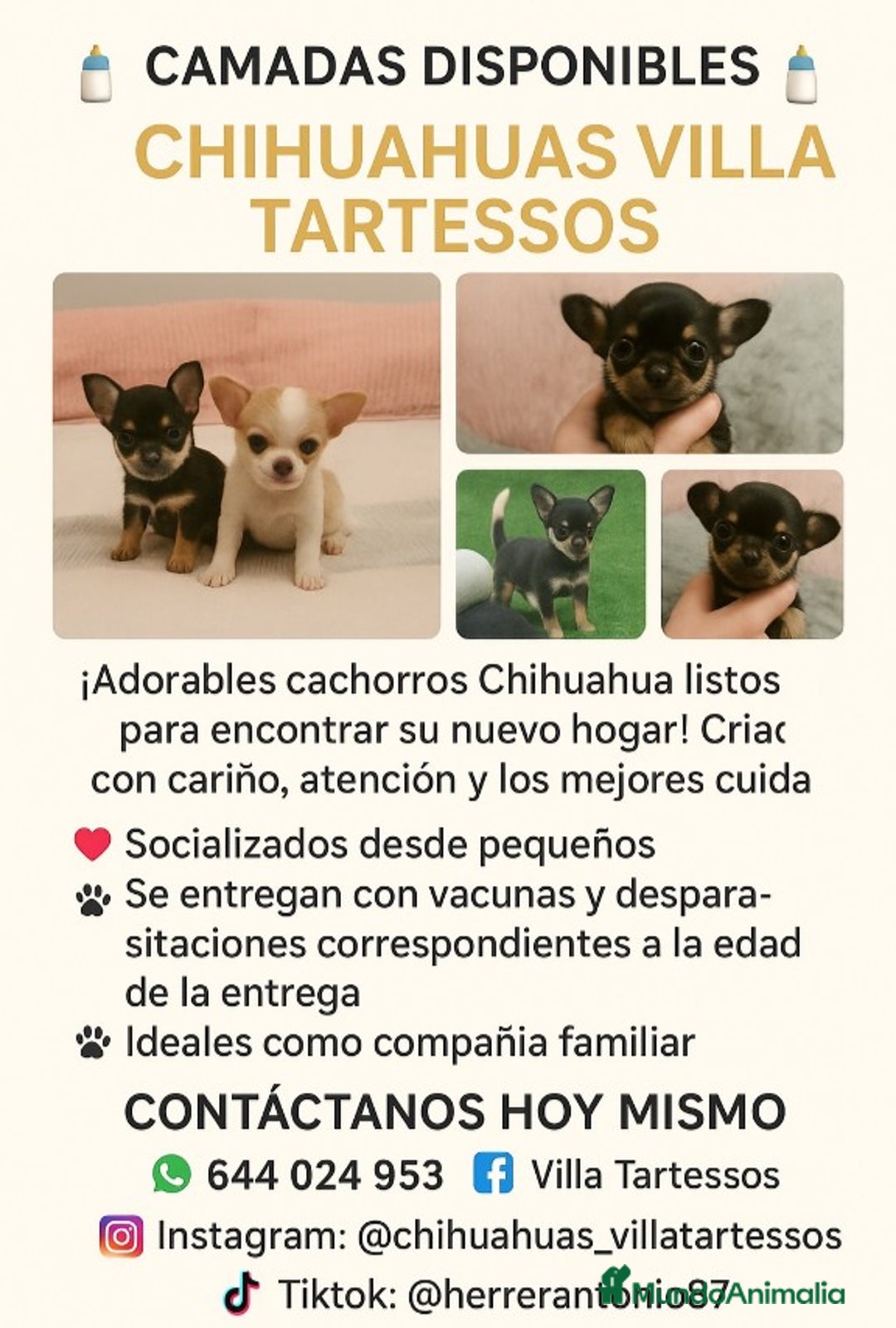 Chihuahua perros en venta: Cachorros Chihuahua mini toy - Imagen 1