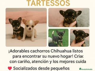 Chihuahua perros Cachorros Chihuahua mini toy - Anuncio 23